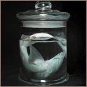 Shark - Miguel Angel Moya